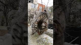 Tabby Cat Meowing Unbelievably Cute [upl. by Munshi]