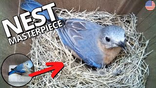 American Bluebird builds nest masterpiece [upl. by Lesna]