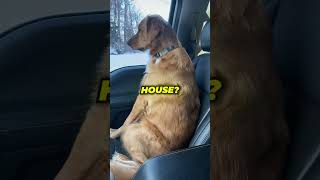 Dog looks betrayed when he realizes theyre at the vet [upl. by Paulson420]