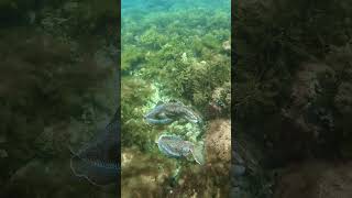 passing clouds of the male cuttlefish above a mating pair 🌊🦑✨ marine cuttlefish [upl. by Anelhtak]