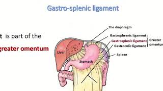 Anatomy of gastrosplenic ligament [upl. by Olzsal]