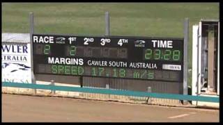 Greyhound Racing SA  Gawler [upl. by Aizatsana497]