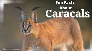 Caracal Facts  Caracal Cat  Fun Facts About Caracals Cat [upl. by Atenaz413]