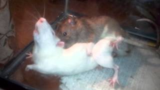 Rats mating [upl. by Oahc]