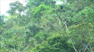 The sound of Bugio  Alouatta Seniculus  Guariba [upl. by Melborn]