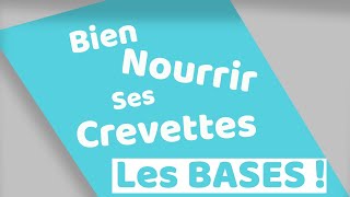 Comment nourrir ses crevettes en aquarium [upl. by Yatzeck]