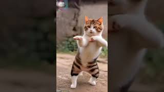 Cat Grooving dance cute cat [upl. by Albion]