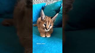 Caracal baby🥰 каракал caracal cats kitten cat [upl. by Nerag]