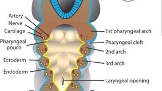 Endodermal pouches  pharyngeal pouches  Tubotympanic recess Parathyroid developmentThymus embryo [upl. by Lraep]