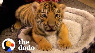 A Year In The Life Of A Baby Tiger  The Dodo Little But Fierce [upl. by Marya]