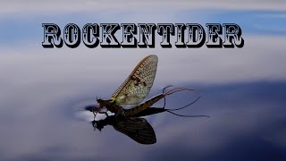 ROCKENTIDER Mayfly Flugfiske i Abborresjöns FVO [upl. by Assilav]