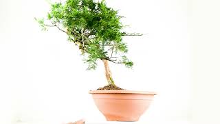 juniperus sabina yamadori pre bonsai 1261 4 [upl. by Fogg]