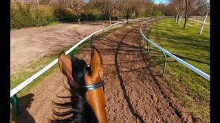 Racehorse training Riding out on the gallops in Newmarket [upl. by Viddah]