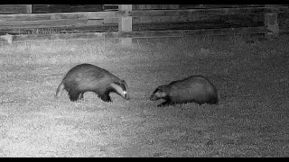 Resident badger attacks intruder badger  with sounds [upl. by Zane]