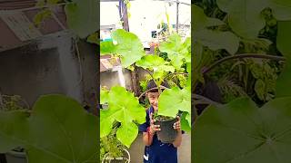 Jatropha podagrica plantsshorts youtubeshorts [upl. by Nitnerb267]