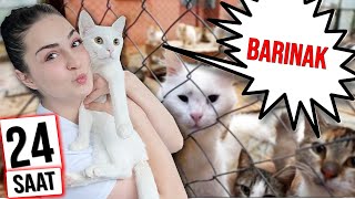 24 SAAT BARINAKTAN KURTARDIĞIMIZ KEDİYLE YAŞAMAK Babamdan gizli kedi sahiplendik [upl. by Roede516]