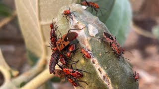 Insects mating and anothers build home [upl. by Garibull]