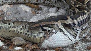 Python vs Python 10  Python eats Python  Time Lapse [upl. by Muncey768]