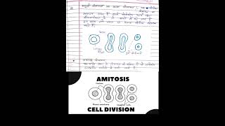 What is Amitosis  class 11th biology chapter 10 Cell Division or cell cycle [upl. by Eladnek]