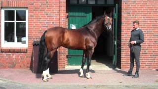 Comte  Hanoverian Stallionn by Contendro I [upl. by Ferrand]