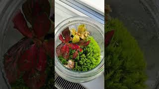 moss terrarium  fittonia terrarium  diy terrarium terrarium fittonia moss shorts [upl. by Lief]