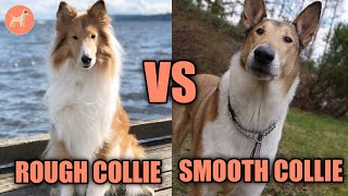 Rough vs Smooth Collie Guide to Choose the Right Dog [upl. by O'Carroll681]