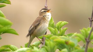 Singing Sedge Warbler 2023 [upl. by Barrie]