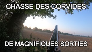 CHASSE DES CORVIDÉS  DE MAGNIFIQUES SORTIES  PARTIE 12 [upl. by Derfniw]