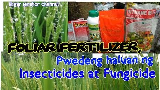 FOLIAR FERTILIZER PWEDENG HALUAN NG FUNGICIDE AT INSECTICIDES  FLOWERING STAGE  BALANTAS AREA [upl. by Carberry]