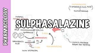 Sulphasalazine DMARD  Pharmacology mechanism of action metabolism side effects [upl. by Gussman]