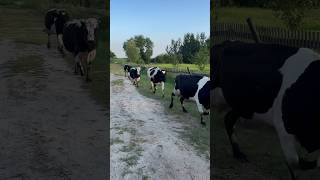 Cows Sensing Danger A Stampede Begins [upl. by Whallon522]