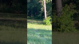 Deers running in the backyard deers countrygirl shorts shortvideo viral viralvideo [upl. by Ahsiuqel]