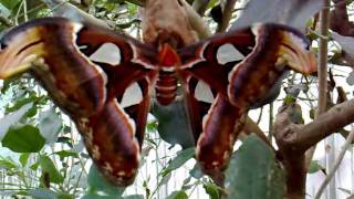 Attacus atlas [upl. by Plotkin]