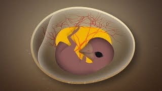 How Birds Get Oxygen Inside Their Eggs [upl. by Busch184]