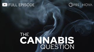 The Cannabis Question I Full Documentary I NOVA I PBS [upl. by Adnahsat480]