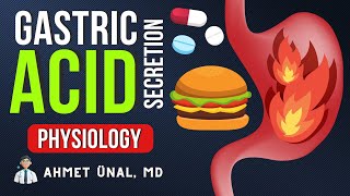 🍔 GASTRIC ACID SECRETION  PHYSIOLOGY amp MECHANISM amp ANIMATION  PPI  H2 RECEPTOR [upl. by Fredericka737]