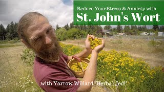 St Johns Wort Medicine for the People  w Herbalist Yarrow Willard  Harmonic Arts [upl. by Dry]