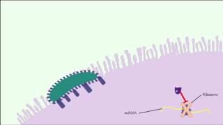 E coli 0157H7 Part 2  Pathogenesis amp Complications [upl. by Inacana]