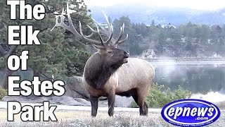 Elk of Estes 2016 [upl. by Vivie40]