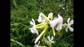 Saponaria officinalis Saponella medicinal plant [upl. by Psyche101]