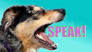 Easy Dog Trick How to Teach your Dog to Speak or Bark When you Ask [upl. by Eladnek43]