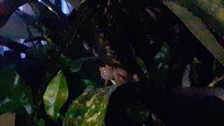 Singfrösche aus der Karibik Puerto Rico Eleutherodactylus coqui [upl. by Temp]