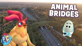 How do animal bridges work [upl. by Heppman]