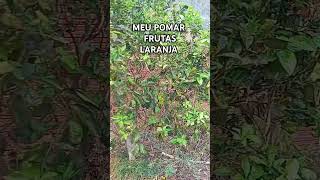 Meu pomar belezasnaturais motivation viralshortvideo frutassaudáveis frutadetemporada [upl. by Nytsirk]