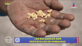 Escamoles El caviar mexicano y su difícil proceso de extracción  Sabores de México  Sale el Sol [upl. by Anetsirhc716]