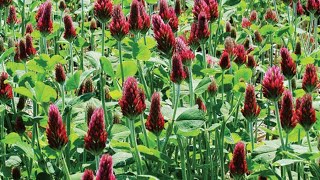 Using Crimson Clover cover crop [upl. by Nnalyrehs604]