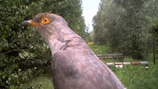 Cuculo  Common cuckoo Cuculos canorus 175 Fototrappolaggio a Corte Franca [upl. by Yhtir]