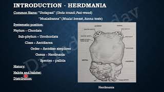 Life History of Herdmania 1 [upl. by Eniamert]