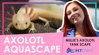 Millies Axolotl Tank Setup for Beginners [upl. by Elenore]