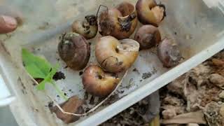 Searching For Snails Millipedes And Other Ground Bugs  Ground Bugs Hunt [upl. by Galvan62]